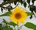 Tournesol-Cameroun