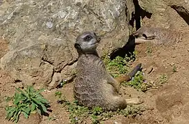 Suricate