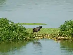 Poule d'eau.