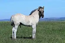 Poulain vu de profil, avec un poil gris et noir.