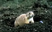 Description de l'image Townsend's ground squirrel.jpg.