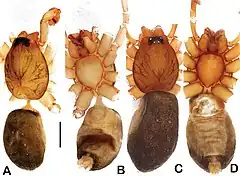 Description de l'image Toxoniella nyeri (10.3897-AfrInvertebr.62.62963) Figure 7.jpg.