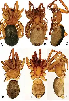 Description de l'image Toxoniella tharaka (10.3897-AfrInvertebr.62.62963) Figure 1.jpg.