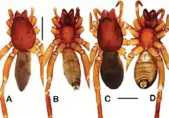 Description de l'image Toxoniella waruii (10.3897-AfrInvertebr.62.62963) Figure 4.jpg.