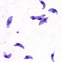Toxoplasma gondii (Conoida, Sarcocystidae), agent de la toxoplasmose