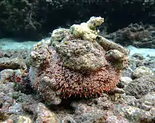 Oursin-fleur venimeux (Toxopneustes pileolus)