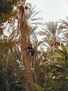 Homme grimpant à un arbre.