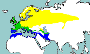 Turdus philomelos