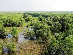 Vue de la forêt.