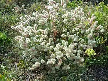 Touffe de Trifolium arvense