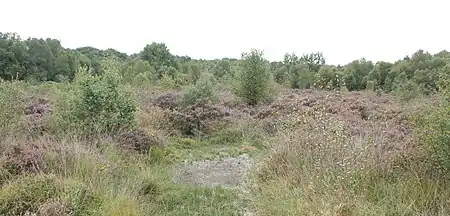 Vue de la zone 1 en Septembre - Lande à callune