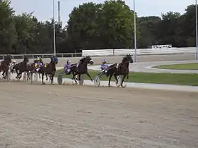 Chevaux Standardbred en course de trot attelé.