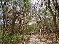 La forêt xérophile recouvre le morne.