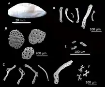 Trachasina crucifera