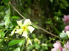 Description de l'image Trachelospermum asiaticum.jpg.