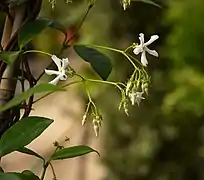 Trachelospermum jasminoides, cymes de fleurs