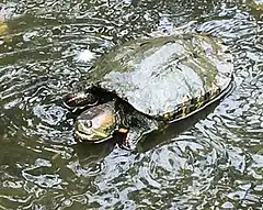 Description de l'image Trachemys callirostris.jpg.