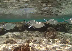 Un groupe de jeunes pompaneaux muscadin (Trachinotus baillonii)