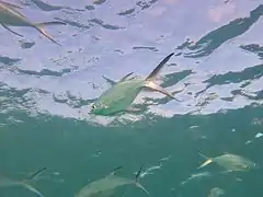 Un groupe de pompaneaux muscadins (Trachinotus baillonii)