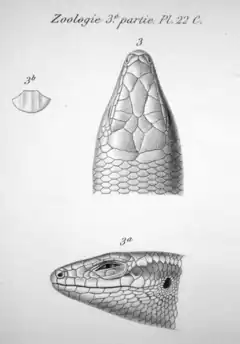 Tête d'un lézard, vue du dessus et de gauche. Une écaille pentagonale unique avec trois arêtes bien visible est visible à gauche. Le texte « Zoologie 3e partie, Pl. 22 C. » est au-dessus des images.