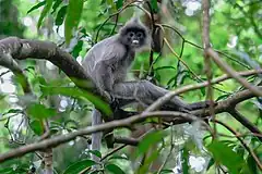 Description de l'image Trachypithecus crepusculus, Indochinese grey langur - Loei Province (31109170388).jpg.