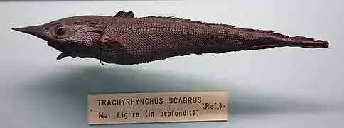 Trachyrincus scabrus