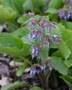 Description de l'image Trachystemon orientalis (4).jpg.