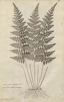 Illustration contenue dans le livre "Traité des Fougères de l'Amérique" de 1705, lien vers ouvrage en entier