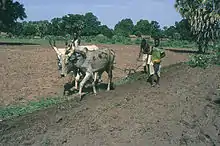 Labour à la traction animale, sud du Tchad (2007).