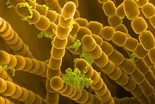 Image SEM colorisée de pollen et d'étamine de Tradescantia