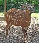 Bongo au zoo de Rotterdam.