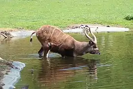 Sitatunga