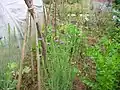 Plants dans un jardin potager