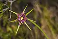 Capitule de Tragopogon porrifolius