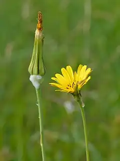 Salsifis des prés, plante hôte de la larve