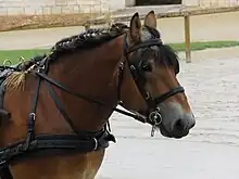 Tête d'un cheval portant sa bride d'attelage, vue de profil.