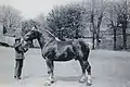 Photo noir et blanc d'un cheval tenu par un homme, vus de profil.