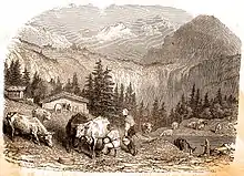Gravure en noir et blanc de Louis Figuier montrant des vaches à robe unie à l'heure de la traite au pâturage.