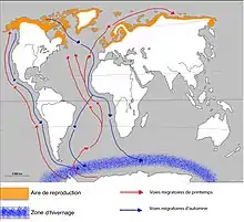 Flux migratoires de la Sterne arctique (Sterna paradisea) du Nord au Sud pour l'hivernage et du Sud au Nord pour rejoindre leur lieu de reproduction
