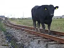 Photo couleur d'une vache noire entre les rails d'un chemin de fer à voie étroite. Les pattes sont maculées de boue.