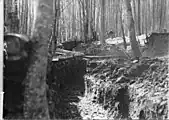 Tranchées roumaines dans une forêt de robinier.