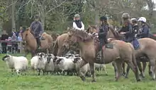 Des cavaliers, tous montés sur des petits chevaux trapus rustiques, encèrclent un troupeau de moutons.