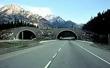 Écoduc conçu pour la traversée des ours au-dessus de l'autoroute Trans-Canada Highway dans l'Alberta,dans le Parc National de Banff.