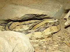 Description de l'image Trans-Pecos rat snake 2.jpg.
