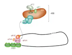 Formation du complexe 48S sur l'ARNm
