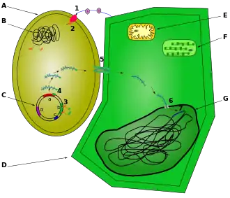 Ce schéma représente les étapes d'infection d'une cellule végétale par Agrobactérium tumefaciens. Une cellule d'agrobactérie est représentée à côté d'une cellule végétale, et les différentes étapes de la transfection sont indiquées