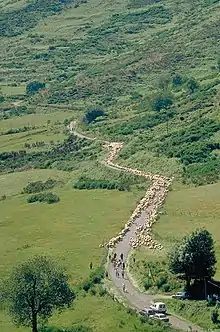 Sur presque toute la hauteur de la photo, une route en lacets traverse un paysage de prés et buissons ; la longueur du troupeau de moutons qui partent en transhumance (quelques centaines de bêtes précédées et suivies de quelques personnes et voitures) couvre trois des lacets.