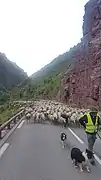 Transhumance dans les Gorges du Cians 2021