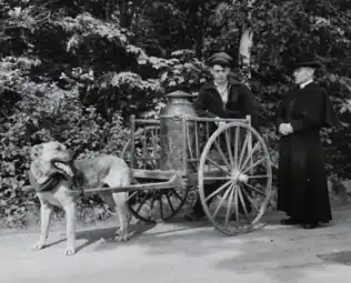 Transport du lait dans un chariot tiré par un chien à l'île d'Orléans, Québec, en 1930