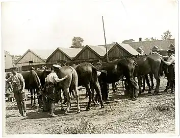 Des mules devant une entreprise de la commune, en 1915.